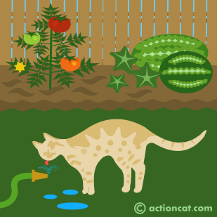 cat drinking from a garden hose
